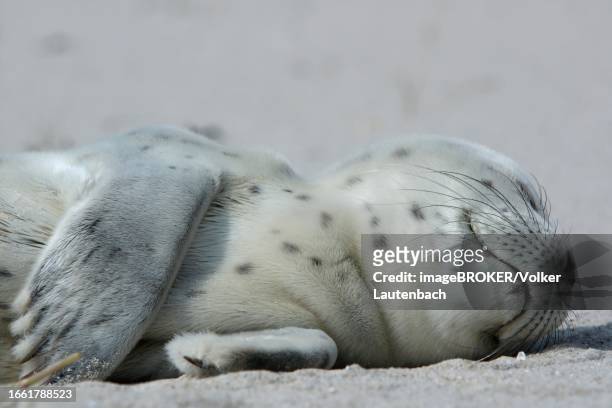 common harbor seal (phoca vitulina), howler, young resting on the beach, lower saxony wadden sea national park, lower saxony, germany - foca común fotografías e imágenes de stock