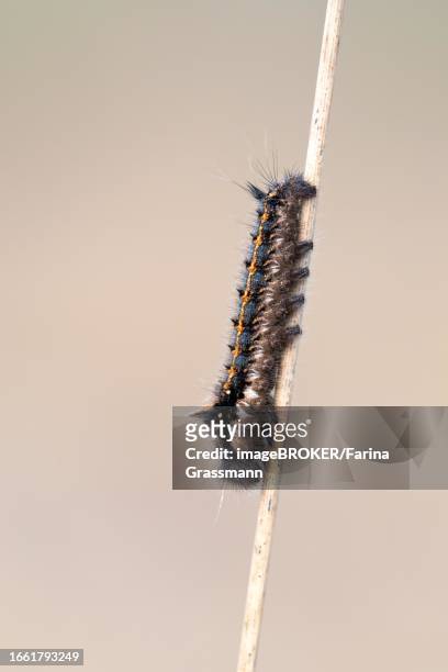 drinker moth (euthrix potatoria), caterpillar on stalk in bog from the side, lower saxony, germany - lasiocampidae stockfoto's en -beelden