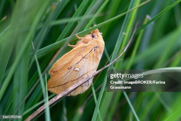 drinker moth (euthrix potatoria), hidden in the grass at the edge of a bog, lower saxony, germany - lasiocampidae stockfoto's en -beelden