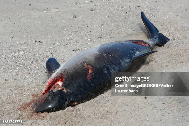 harbour porpoise (phocoena phocoena), found dead on the beach, hit on the head by a ship's propeller, lower saxony wadden sea national park, lower saxony, germany - phocoena phocoena stock pictures, royalty-free photos & images