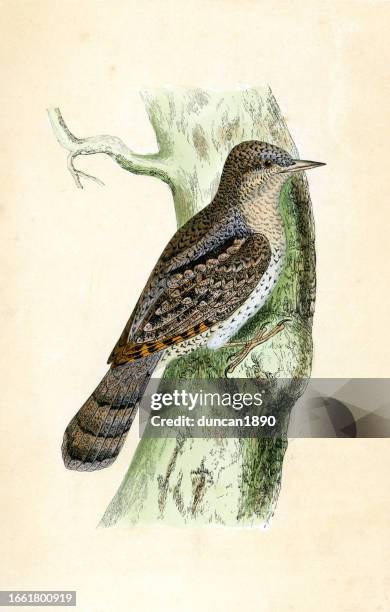 eurasian wryneck, jynx torquilla, is a species of wryneck in the family of woodpeckers, wildlife art - eurasian wryneck stock illustrations