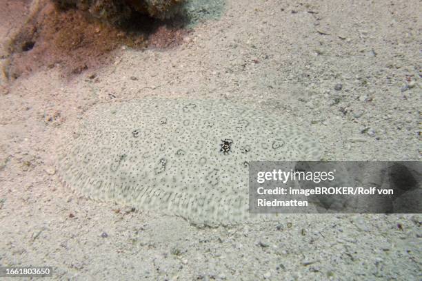 well camouflaged finless sole (pardachirus marmoratus) in the sand. dive site house reef, mangrove bay, el quesir, red sea, egypt - moses sole stock pictures, royalty-free photos & images