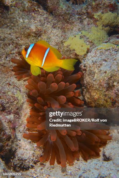 fluorescent bubble-tip anemone (entacmaea quadricolor) with red sea clownfish (amphiprion bicinctus), dive site house reef, mangrove bay, el quesir, red sea, egypt - entacmaea quadricolor stock pictures, royalty-free photos & images