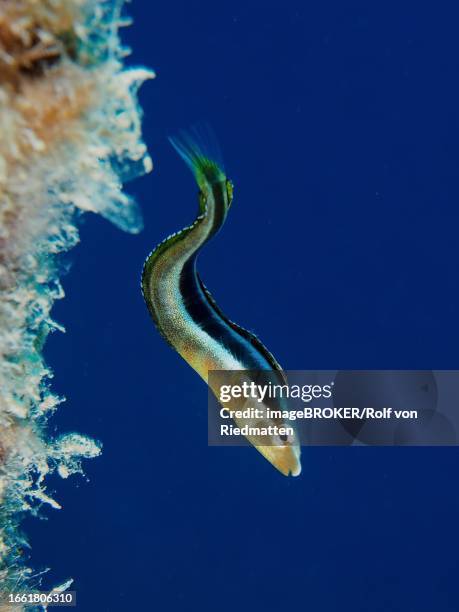 dussumier's sabre-tooth blenny (aspidontus dussumieri), female, dive site house reef, mangrove bay, el quesir, red sea, egypt - false cleanerfish stock pictures, royalty-free photos & images