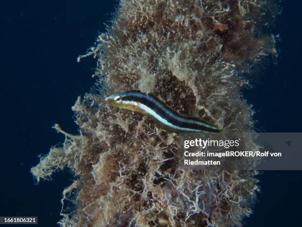 dussumier's sabre-tooth blenny (aspidontus dussumieri), female, dive site house reef, mangrove bay, el quesir, red sea, egypt - false cleanerfish stock pictures, royalty-free photos & images