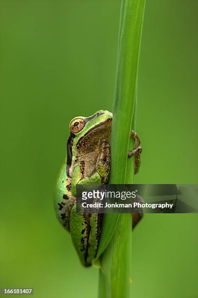pacific tree frog - tree frog stock pictures, royalty-free photos & images