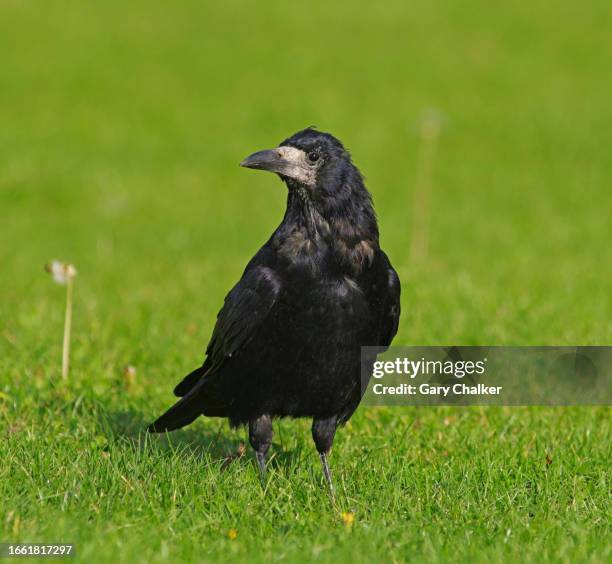 Rook 496 Rook Bird Stock Photos, High-Res Pictures, and Images - Getty Images