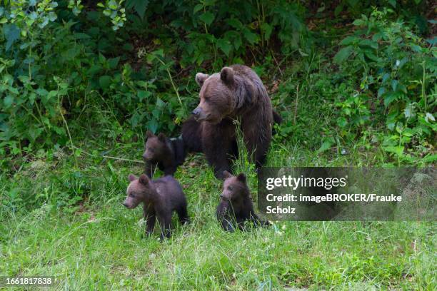 adult european brown bear (ursus arctos arctos) with cubs, transylvania, carpathians, romania - romania bear stock pictures, royalty-free photos & images