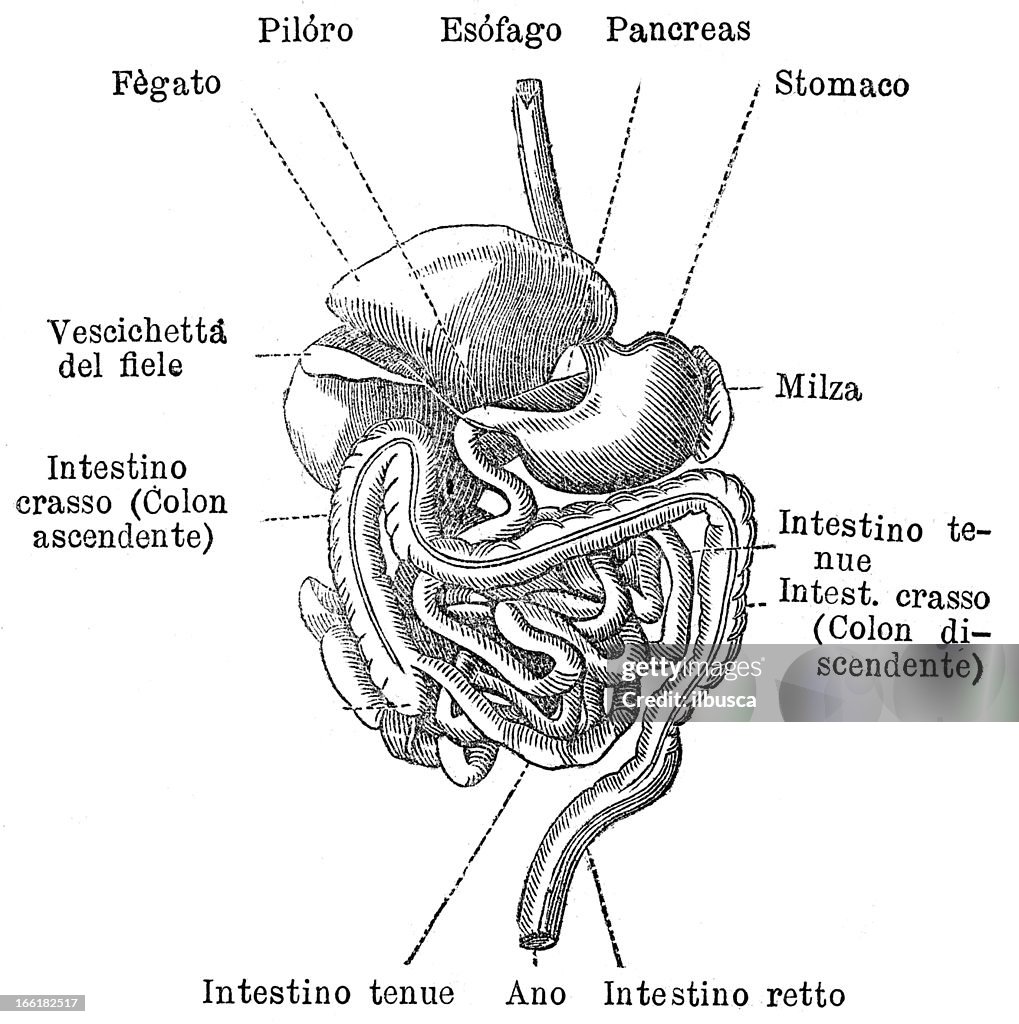 Biliary System Without Labelling Digestive System Diagram Without Labels