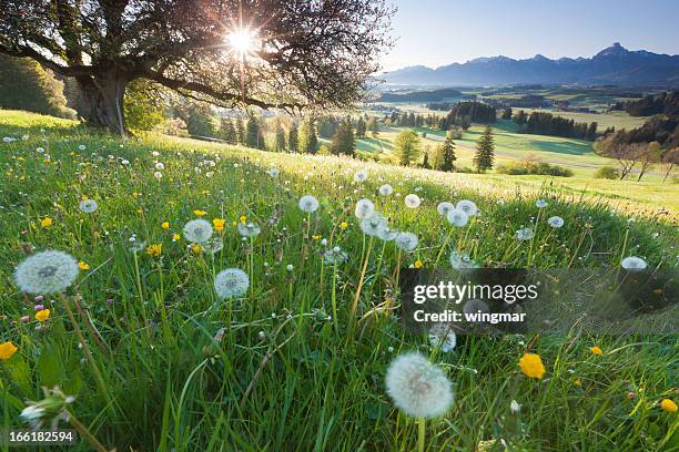 hintergrundbeleuchtung blick über apple tree, sommer-wiese in bayern, deutschland - frühlingswiese stock-fotos und bilder