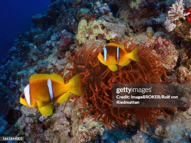 pair of red sea clownfish (amphiprion bicinctus) at its fluorescent bubble-tip anemone (entacmaea quadricolor), dive site house reef, mangrove bay, el quesir, red sea, egypt - entacmaea quadricolor stock pictures, royalty-free photos & images