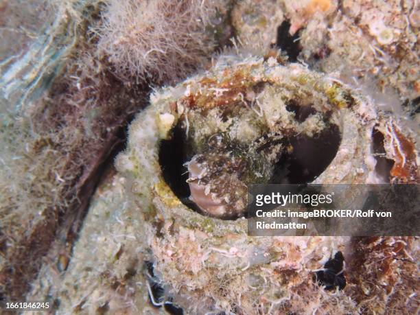 a sabre-toothed blenny (petroscirtes mitratus) inhabits a plastic canister, marine litter, house reef dive site, mangrove bay, el quesir, red sea, egypt - false cleanerfish stock pictures, royalty-free photos & images