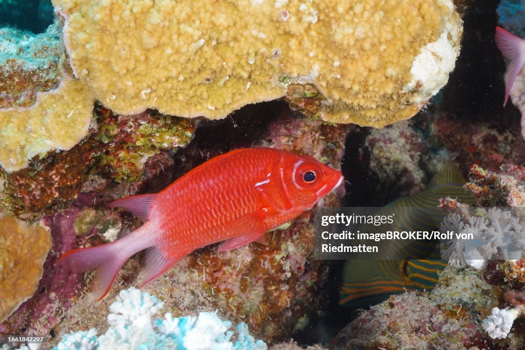 Silverspot squirrelfish (Sargocentron caudimaculatum), Marsa Shona Reef dive site, Red Sea, Egypt