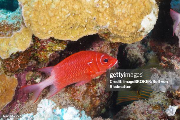 silverspot squirrelfish (sargocentron caudimaculatum), marsa shona reef dive site, red sea, egypt - silverspot stock pictures, royalty-free photos & images
