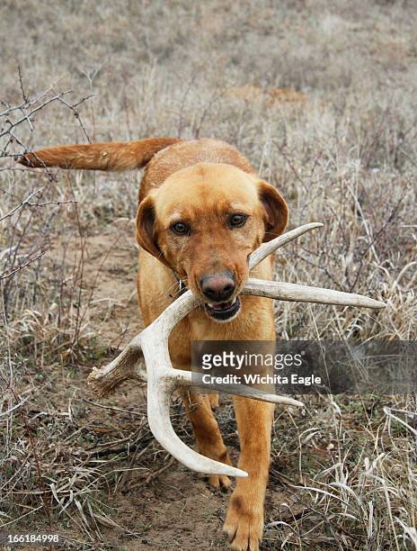Winnie, a specially trained antler dog, fetches a shed mule deer antler she found, April 2 in Edwards County, Kansas.