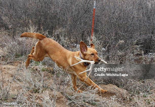 Winnie, a specially trained antler dog, fetches a shed whitetail deer antler she found, April 2 in Edwards County, Kansas. She finds antlers by scent...