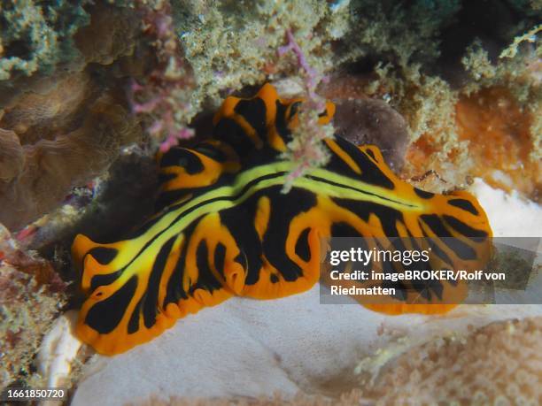 tiger flatworm (pseudoceros dimidiatus), flatworm, whirlpool worm, sodwana bay national park dive site, maputaland marine reserve, kwazulu natal, south africa - marine flatworm stock pictures, royalty-free photos & images