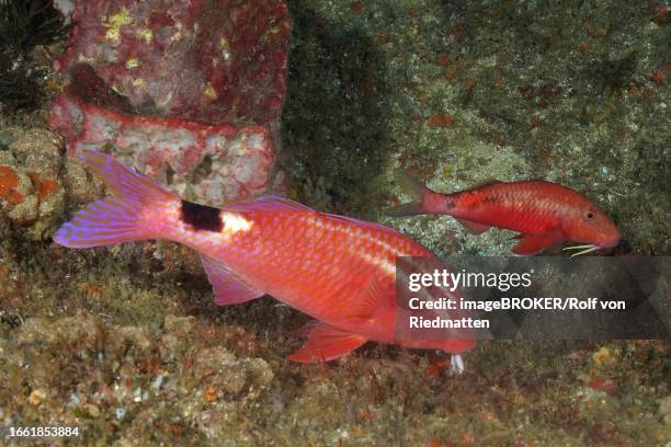 two spot goatfish (parupeneus rubescens), aliwal shoal dive site, umkomaas, kwazulu natal, south africa - parupeneus stock pictures, royalty-free photos & images