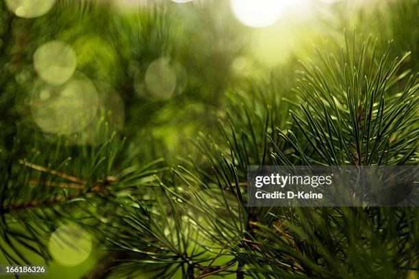 christmas tree - needle plant part 個照片及圖片檔