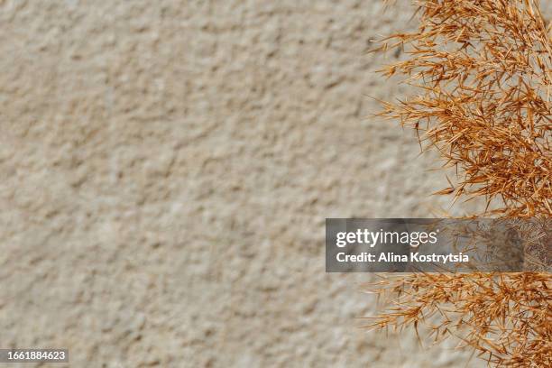 dried natural reed grass on stone wall background - bohemian background stock pictures, royalty-free photos & images