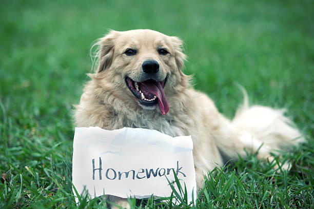 dog ate homework - dog homework stock pictures, royalty-free photos & images