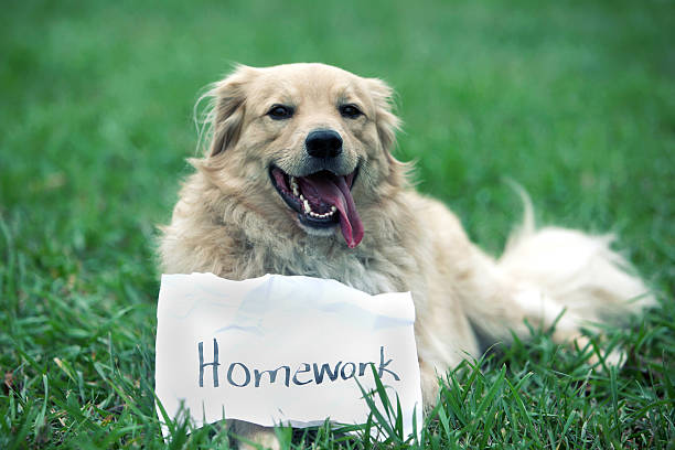dog homework picture dog ate homework - dog homework stock pictures, royalty-free photos & images