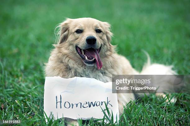 dog ate homework - dog homework stock pictures, royalty-free photos & images