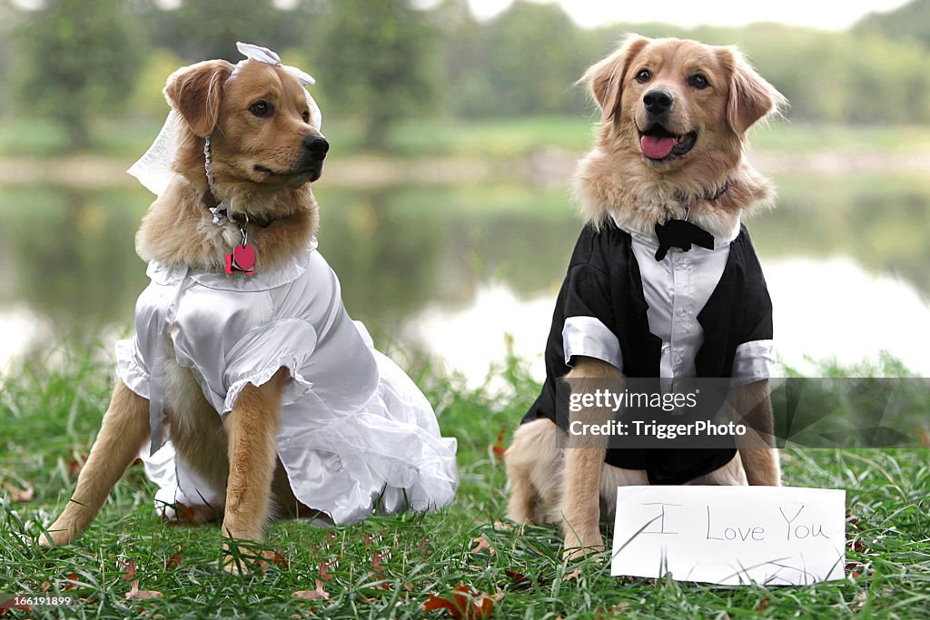 Le marié et la mariée chiens