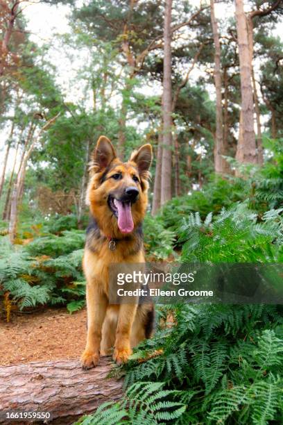 beautiful young long haired german shepherd dog stands with her paws on a fallen log as she enjoys exercising off lead in woodland in rural shropshire. - lead off stock pictures, royalty-free photos & images