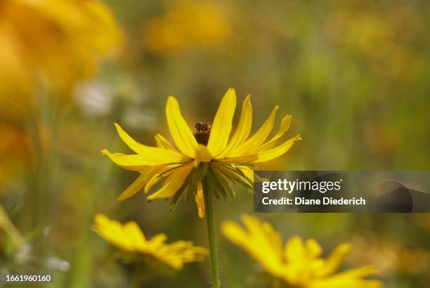 tiny hoverfly on a yellow flower - diane diederich fotografías e imágenes de stock