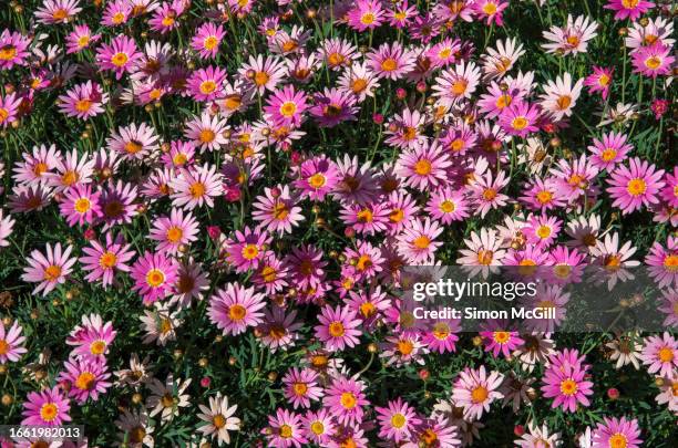 argyranthemum frutescens (commonly known as paris daisy, marguerite or marguerite daisy) blooming in a flowerbed on a sunny day - struikmargriet stockfoto's en -beelden