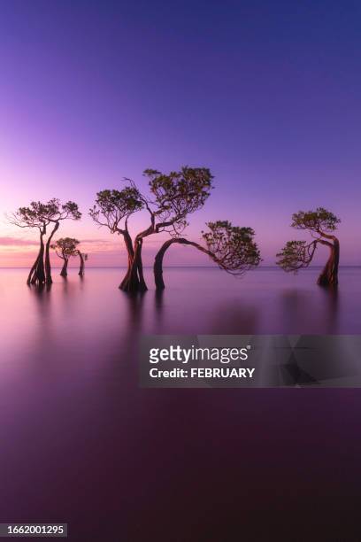 dancing trees in evening, - beautiful silhouette sunset stock pictures, royalty-free photos & images