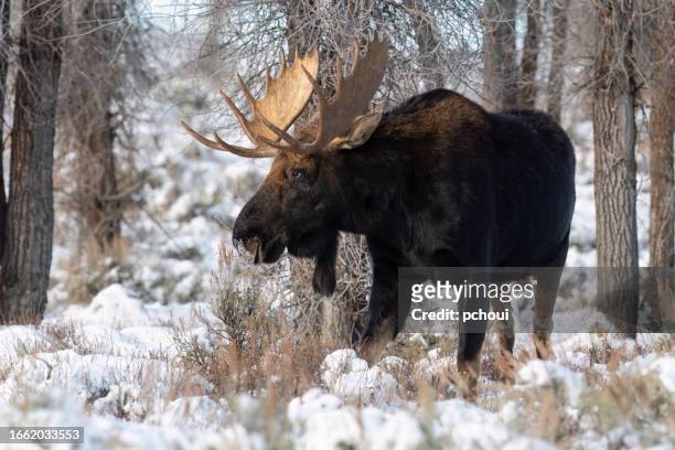 bull moose, alces alces, buck, male animal - bull moose jackson stock pictures, royalty-free photos & images