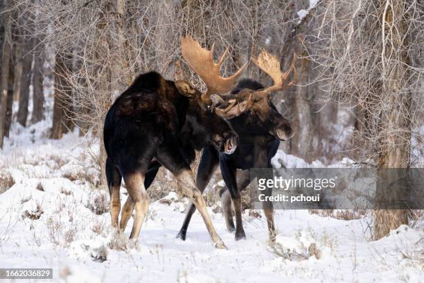bull moose, alces alces, buck, two male animals fighting - bull moose jackson stock pictures, royalty-free photos & images