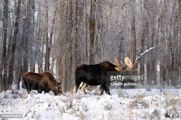 bull moose, alces alces, buck, male animal with young animal - bull moose jackson stock pictures, royalty-free photos & images