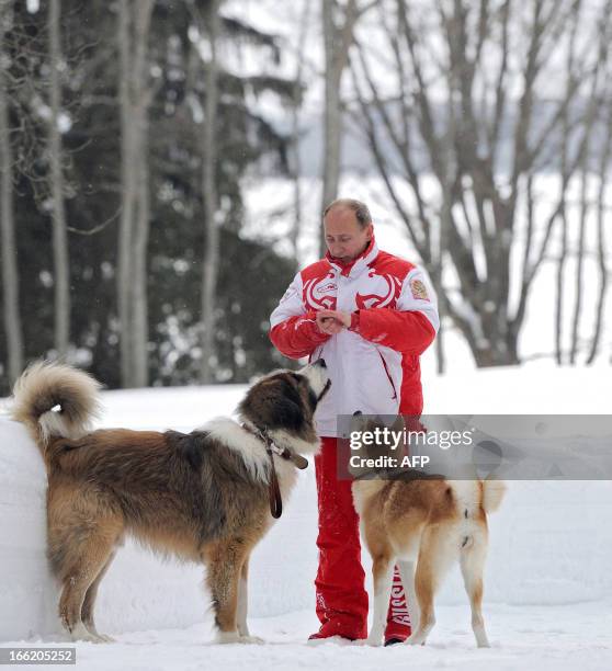 This photo taken on March 24, 2013 shows Russin President Vladimir Putin as he plays with his dogs 'Buffy' and 'Yume' at his residence Novo-Ogariovo,...