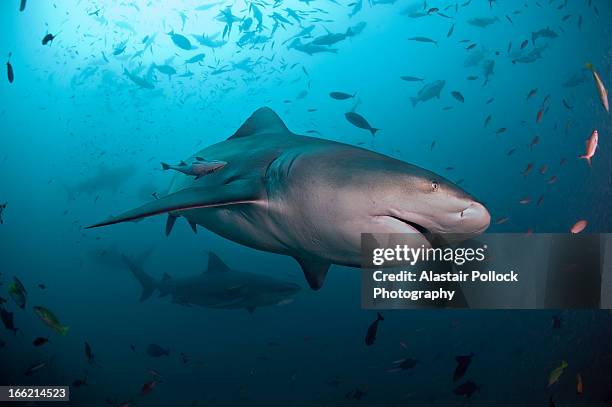 bull shark with school of fish - suva stock-fotos und bilder