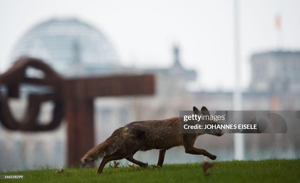 GERMANY-ANIMAL-FOX