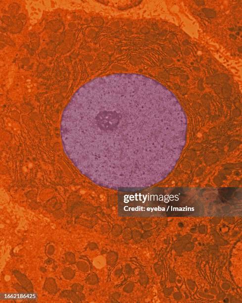 photo of liver cells taken with an electron microscope - nucleolus stockfoto's en -beelden