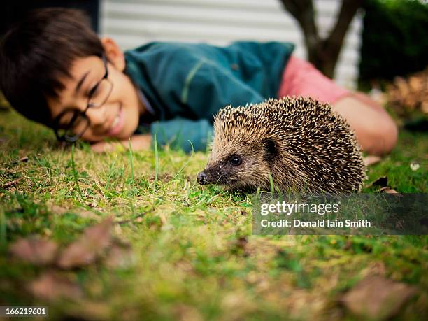 hedgehog - hedgehog stock pictures, royalty-free photos & images