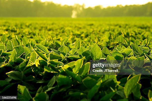 soy leaves at sunset - soybean harvest stockfoto's en -beelden