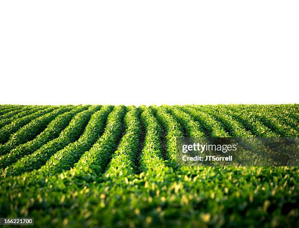 soy bean crops - soy crop stock pictures, royalty-free photos & images