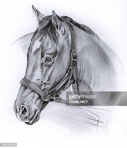 Illustration of race horse Barbaro.