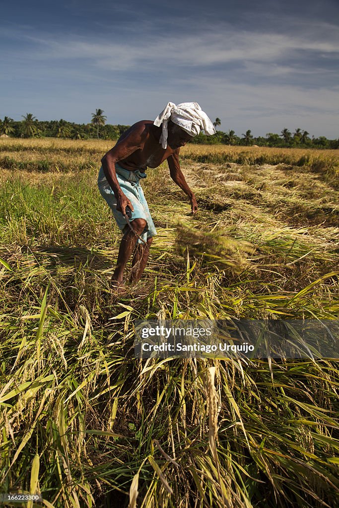 Old farmer cutting weeds