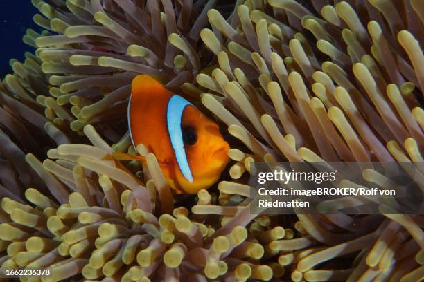 red sea clownfish (amphiprion bicinctus) in its splendour anemone (heteractis magnifica), dangerous reef dive site, st johns reef, saint johns, red sea, egypt - anemone magnifica stock pictures, royalty-free photos & images