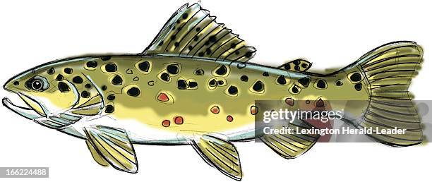 Camille Weber color illustration of a brown trout.