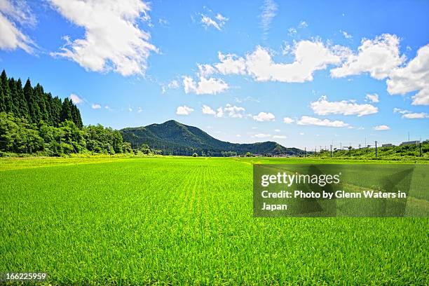 akita rice - rice paddy stock pictures, royalty-free photos & images