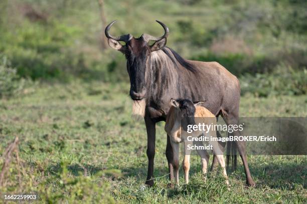 wildebeest (connochaetes), cow with calf, ndutu conservation area, tanzania - wildebeest stock pictures, royalty-free photos & images