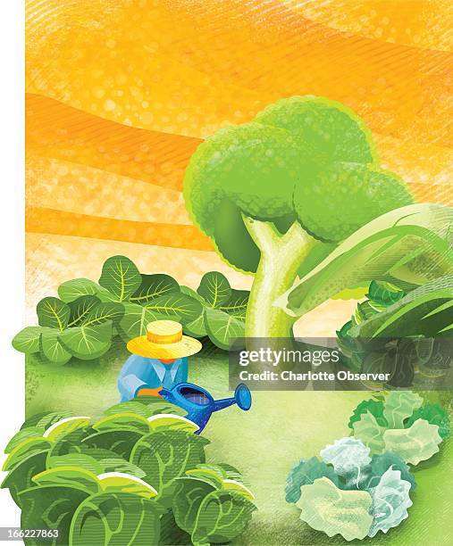 Jason H. Whitley color illustration of gardener tending fall vegetable garden of broccoli and cabbages.