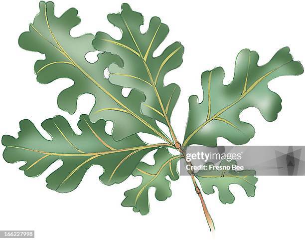 Bob Campbell color illustration of Valley Oak leaves.